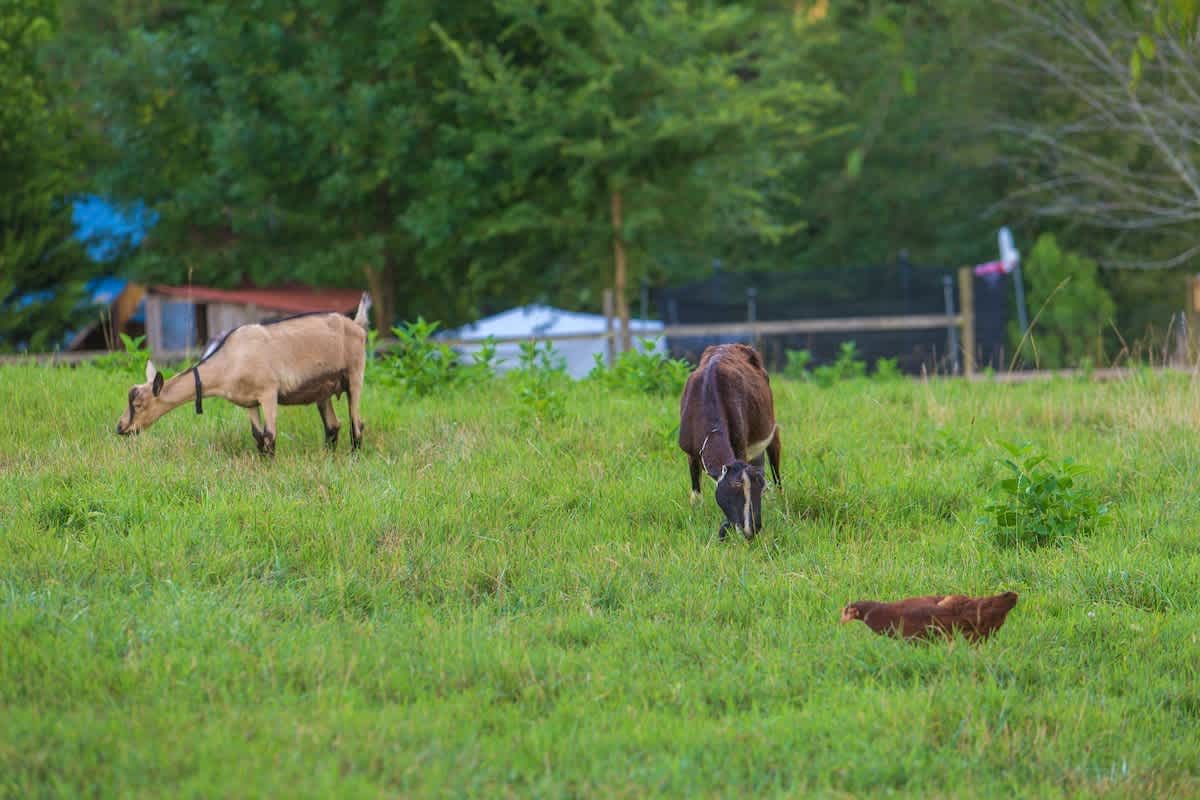 Goats grazing in the neighbor’s pasture